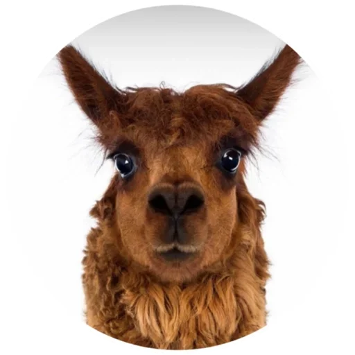 😮 Стикер «Happy Alpaca» для Telegram