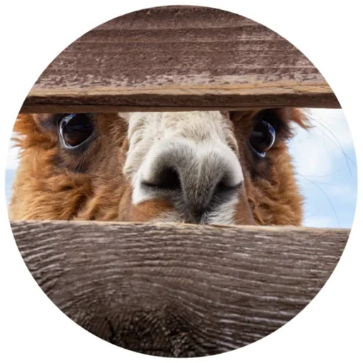 👀 Стикер «Happy Alpaca» для Telegram