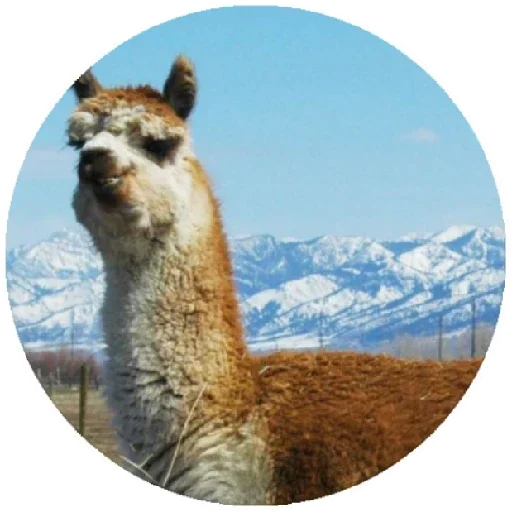 😁 Стикер «Happy Alpaca» для Telegram
