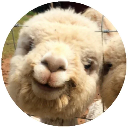 🙂 Стикер «Happy Alpaca» для Telegram