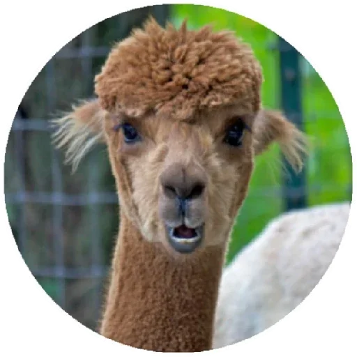 😲 Стикер «Happy Alpaca» для Telegram