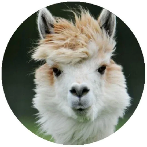 💨 Стикер «Happy Alpaca» для Telegram