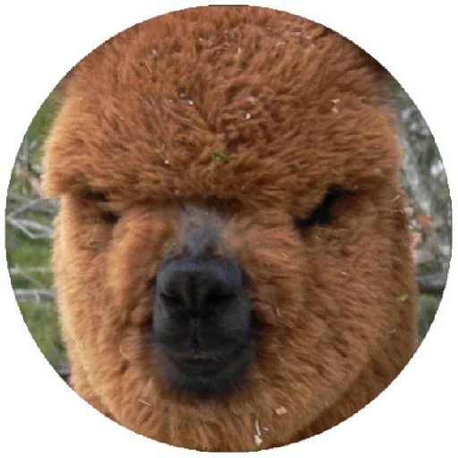 😠 Стикер «Happy Alpaca» для Telegram