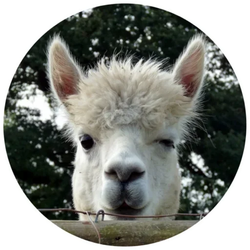 😉 Стикер «Happy Alpaca» для Telegram