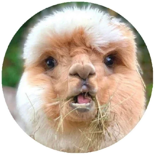 😲 Стикер «Happy Alpaca» для Telegram