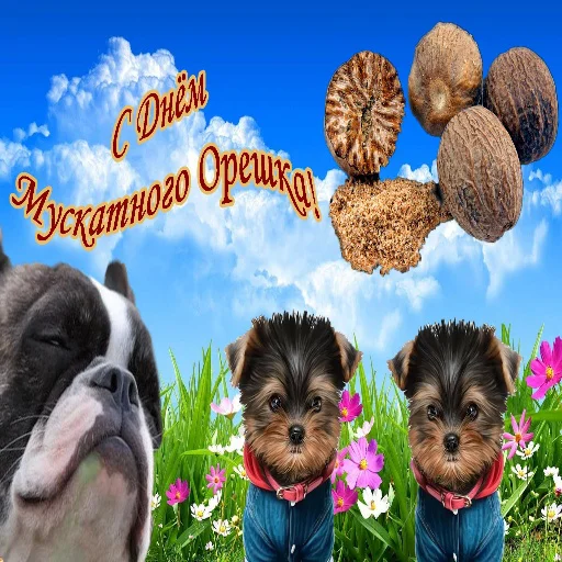 🌰 Стикер «С днем цемента» для Telegram