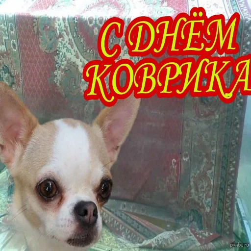 🏵 Стикер «С днем цемента» для Telegram