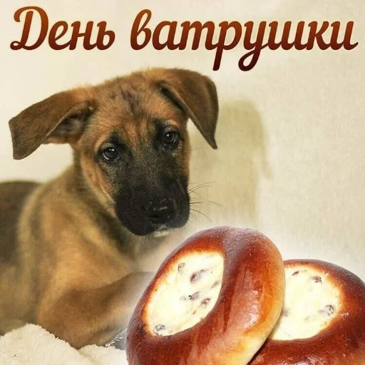 🍩 Стикер «С днем цемента» для Telegram