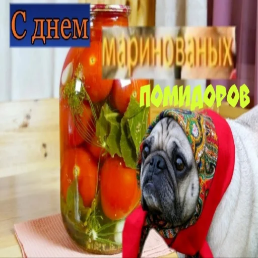 🤶 Стикер «С днем цемента» для Telegram