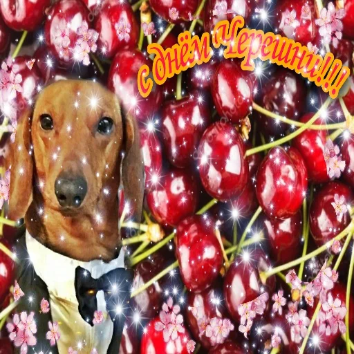 🍒 Стикер «С днем цемента» для Telegram