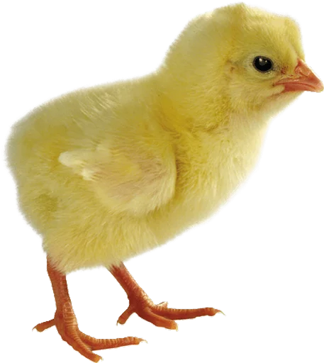 🐥 Стикер «Happy Easter» для Telegram
