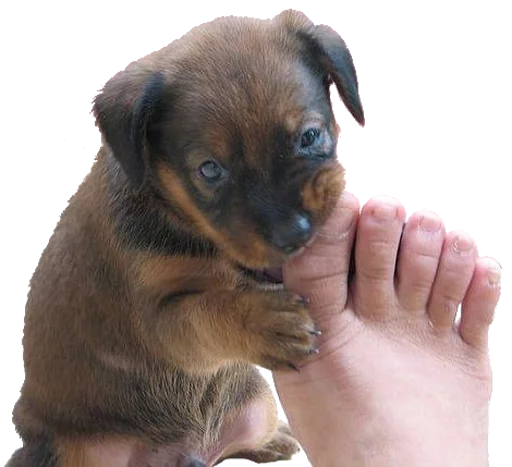 🐶 Стикер «Happy feet» для Telegram