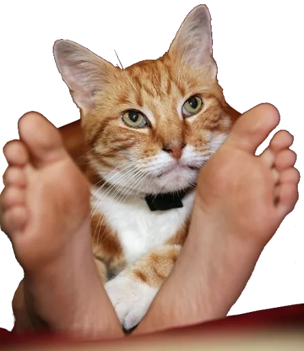 🐱 Стикер «Happy feet» для Telegram