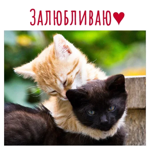 💝 Стикер «Гармония Счастье» для Telegram