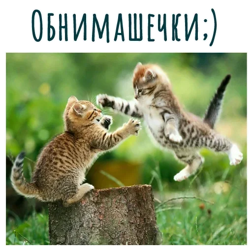 🤗 Стикер «Гармония Счастье» для Telegram