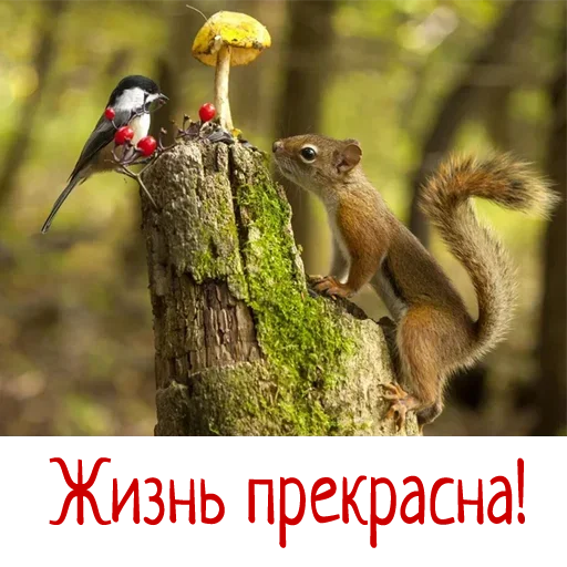 😐 Стикер «Гармония Счастье» для Telegram