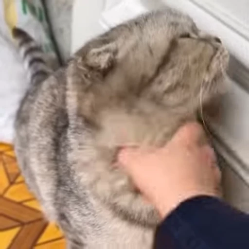 🐈‍⬛ Стикер «Хасбик» для Telegram