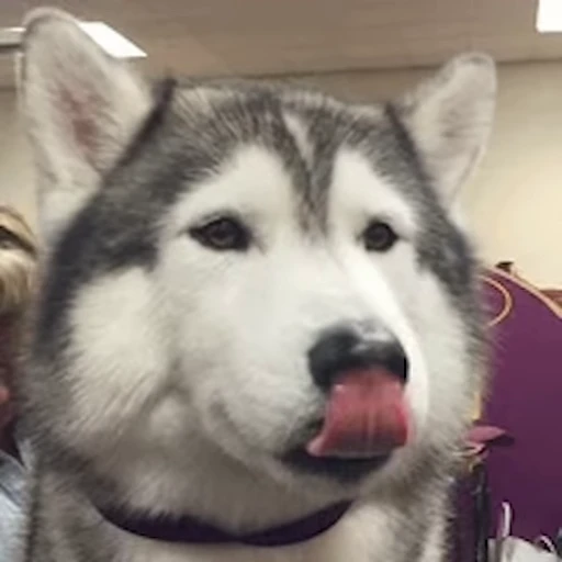 🐕 Стикер «Хаски» для Telegram