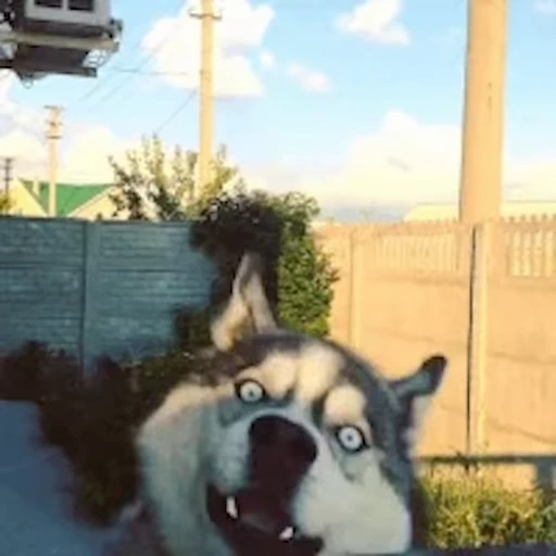 🐕 Стикер «Хаски» для Telegram