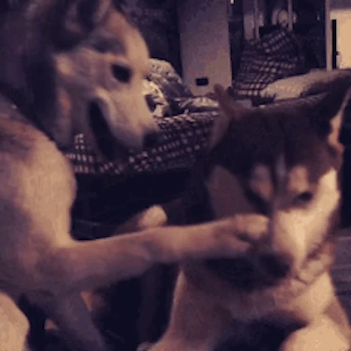 🐕 Стикер «Хаски» для Telegram