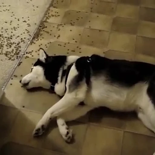 🐕 Стикер «Хаски» для Telegram