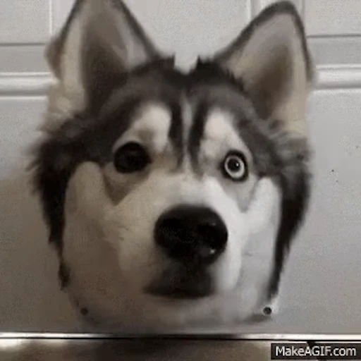 🐕 Стикер «Хаски» для Telegram