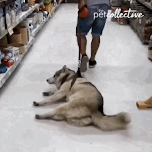 🐕 Стикер «Хаски» для Telegram
