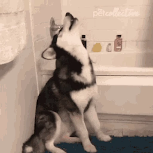 🐕 Стикер «Хаски» для Telegram