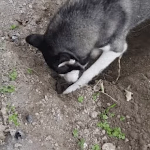 🐕 Стикер «Хаски» для Telegram
