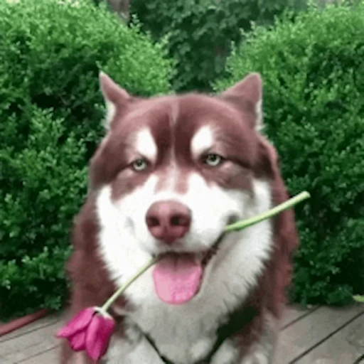 🌹 Стикер «Хаски» для Telegram