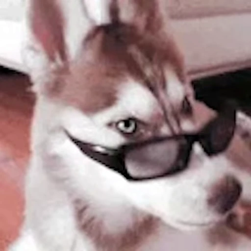 👓 Стикер «Хаски» для Telegram