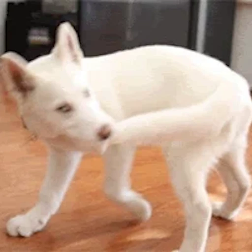 🐕 Стикер «Хаски» для Telegram