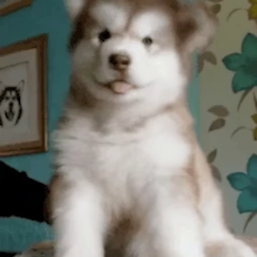 🐕 Стикер «Хаски» для Telegram