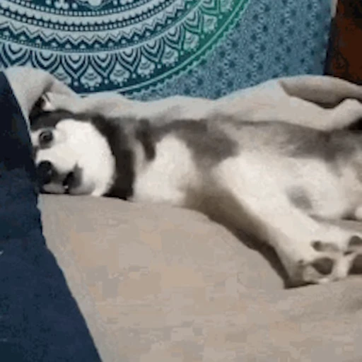 😛 Стикер «Хаски» для Telegram