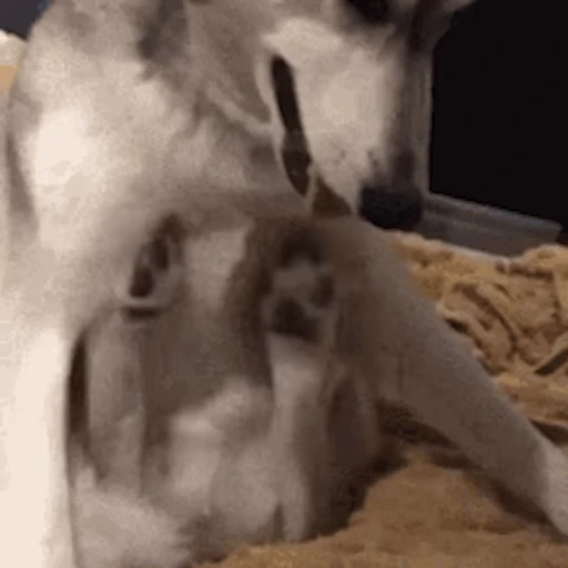 🐕 Стикер «Хаски» для Telegram
