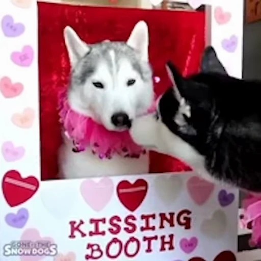 😘 Стикер «Хаски» для Telegram