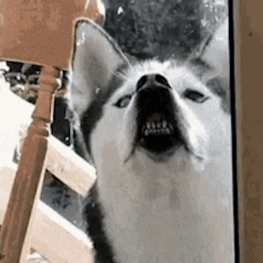 😛 Стикер «Хаски» для Telegram
