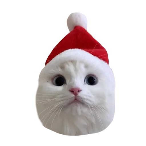 🎄 Стикер «Cats in hats» для Telegram