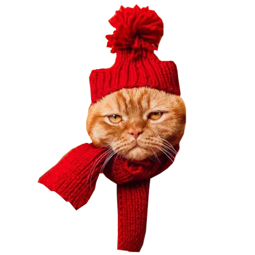 🧣 Стикер «Cats in hats» для Telegram
