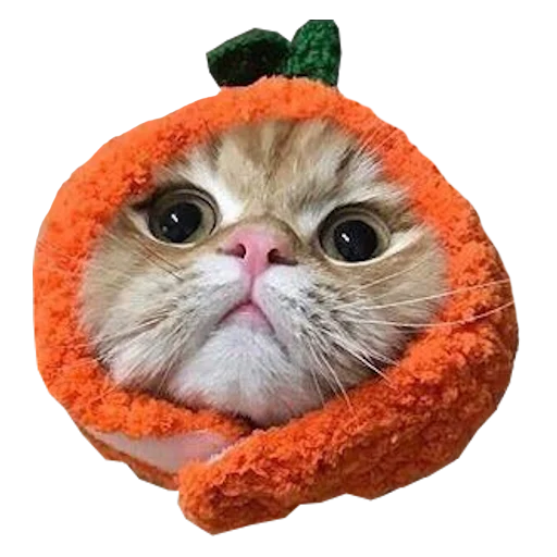 🍊 Стикер «Cats in hats» для Telegram