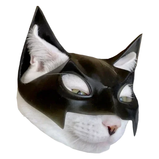 🦇 Стикер «Cats in hats» для Telegram