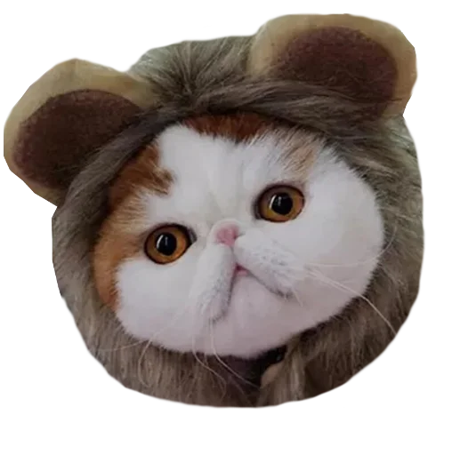Стикерпак Cats in hats для Telegram