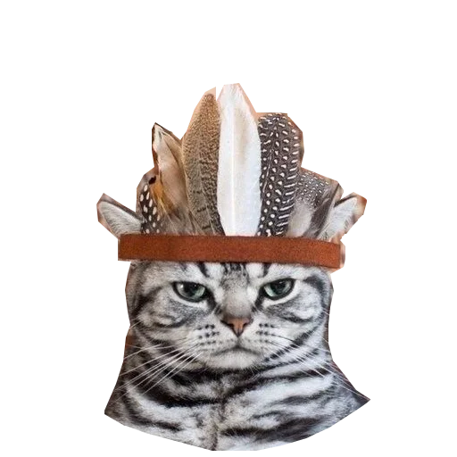 😐 Стикер «Cats in hats» для Telegram