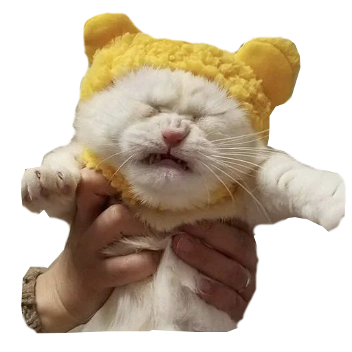 😖 Стикер «Cats in hats» для Telegram