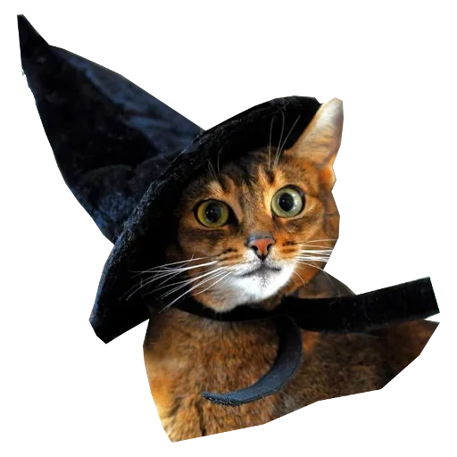 🧙‍♀ Стикер «Cats in hats» для Telegram
