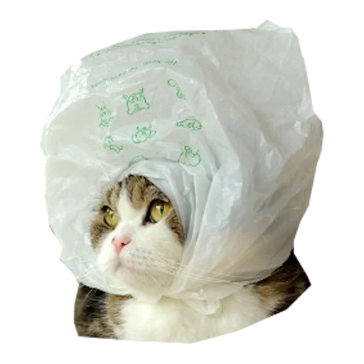 ☔ Стикер «Cats in hats» для Telegram