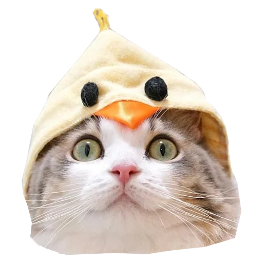 🐥 Стикер «Cats in hats» для Telegram
