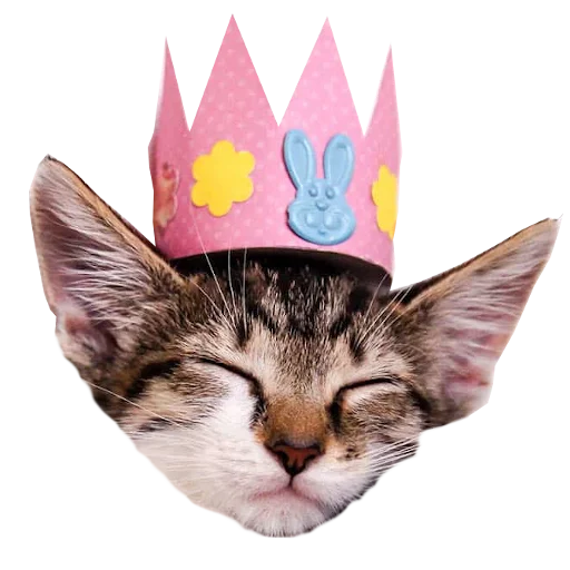 🎉 Стикер «Cats in hats» для Telegram