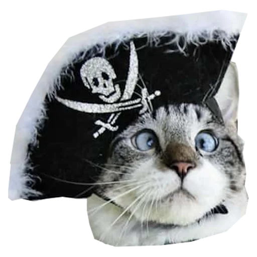 🏴 Стикер «Cats in hats» для Telegram