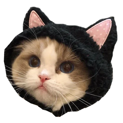 🐈 Стикер «Cats in hats» для Telegram